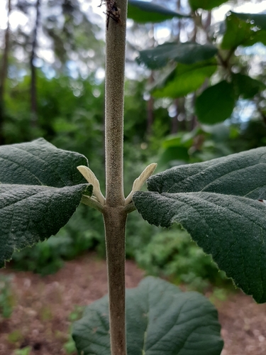 Sodinis putinas nuotrauka