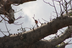 Poicephalus rufiventris