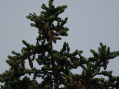 Picea jezoensis