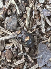 Stethaulax marmorata