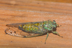 Neocicada hieroglyphica