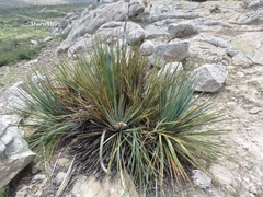 Dasylirion parryanum