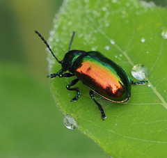 Chrysochus auratus