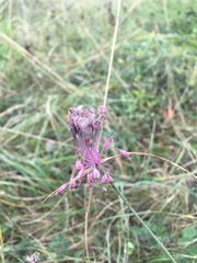 Allium carinatum pulchellum