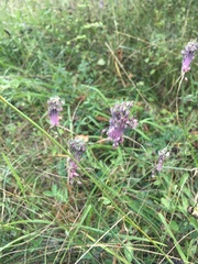 Allium carinatum pulchellum