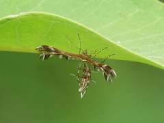 Dejongia lobidactylus