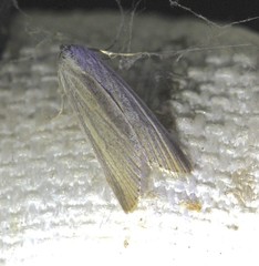 Prionopterina grammatistis