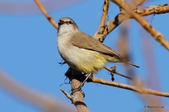 Eremomela icteropygialis