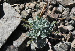 Boechera depauperata