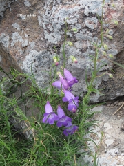Penstemon amphorellae