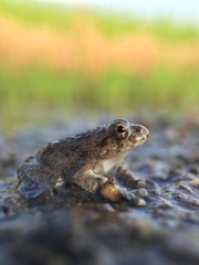 Fejervarya kawamurai