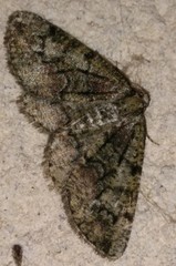 Cleorodes lichenaria