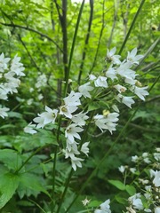 Campanula lactiflora