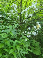 Campanula lactiflora
