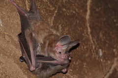Trachops cirrhosus