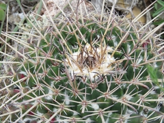 Mammillaria gigantea