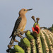 Gila Woodpecker - Photo (c) Mark Dennis, some rights reserved (CC BY-NC), uploaded by Mark Dennis