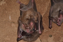 Trachops cirrhosus