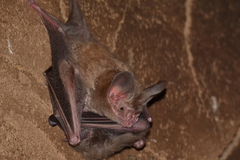 Trachops cirrhosus