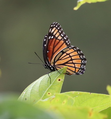 Limenitis archippus watsoni