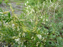 Astragalus tenellus