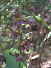 Epipactis helleborine tremolsii