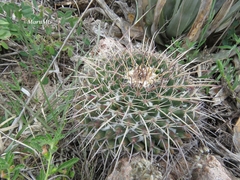 Mammillaria gigantea