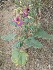 Proboscidea louisianica fragrans