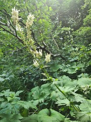 Aconitum orientale