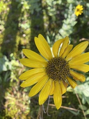 Helianthus mollis
