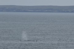 Balaenoptera borealis