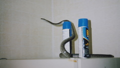 Chilabothrus strigilatus