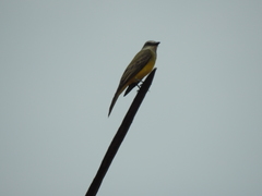 Tyrannus melancholicus