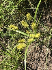 Cyperus hystricinus