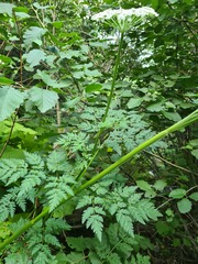 Selinum alatum