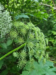 Selinum alatum