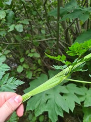 Selinum alatum