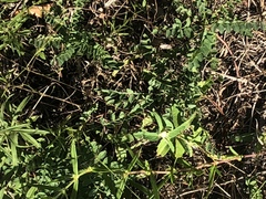 Astragalus soxmaniorum