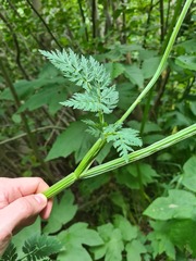 Selinum alatum