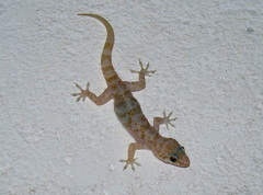 Hemidactylus turcicus