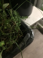 Achillea millefolium