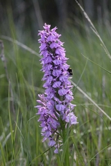 Dactylorhiza majalis sphagnicola