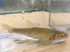 Couesius plumbeus
