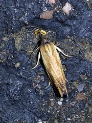 Eucosma radiatana
