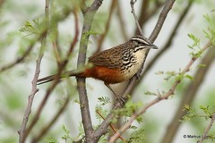 Achaetops pycnopygius