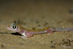 Pachydactylus rangei