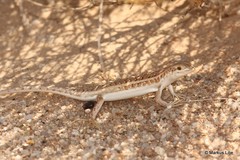 Trachylepis acutilabris