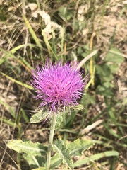 Cirsium flodmanii