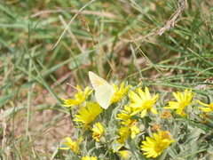 Colias meadii