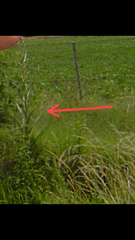 Eryngium paniculatum